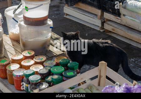 La vie des animaux sans abri dans la ville d'hiver. Des défilés noirs errants à travers le marché alimentaire local. Le chat fait partie des caisses de légumes. Odessa, Ukraine Banque D'Images