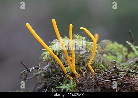 Clavulinopsis helvola, champignon de club doré, champignons sauvages de Finlande Banque D'Images