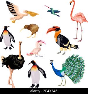 Icônes décoratives d'oiseaux exotiques avec pingouin de pourriture pélican flamant illustration vectorielle isolée Illustration de Vecteur