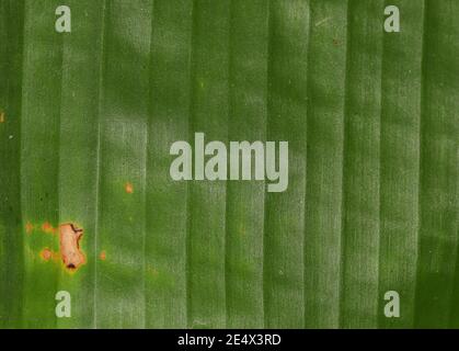Banane vert feuille frais brillant motif photo d'arrière-plan, inde Banque D'Images