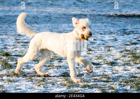 WIMBLEDON LONDRES, ROYAUME-UNI 25 JANVIER 2021. Un chien courant avec une balle à la bouche le matin d'une journée bien fraîche sur le paysage enneigé après une forte chute de neige a frappé Londres dimanche avec des températures plongeant à -5 °C la nuit dernière. Le bureau du met a émis un avertissement jaune pour la glace dans le sud-est de l'Angleterre avec des prévisions de températures inférieures à zéro. Credit: amer ghazzal / Alamy Live News Banque D'Images