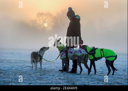 Bolton Lancashire, Angleterre, le 25 janvier 2021. Une femme marche ses chiens à travers les champs enneigés de Leverhulme Park à Bolton tandis que le soleil se lève derrière elle sur un froid un début de glace à la nouvelle semaine. Crédit: Paul Heyes/ Alamy Live News Banque D'Images