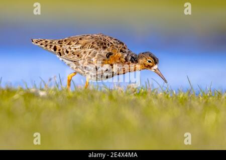 Oiseaux d'eau des prés (Philomachus pugnax) en quête de nourriture dans les prairies des terres humides aux pays-Bas. Scène de la faune dans la nature. Banque D'Images