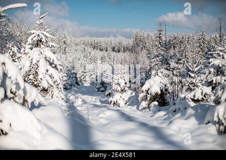 Une forêt d'hiver enneigée dans les Alpes autrichiennes Banque D'Images