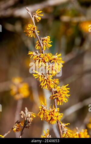 Hamamelis x Intermedia 'Brevipetala' (Witch Hazel) une plante arbuste à fleurs d'arbre d'hiver qui a un fleur jaune printanière très parfumée et Banque D'Images