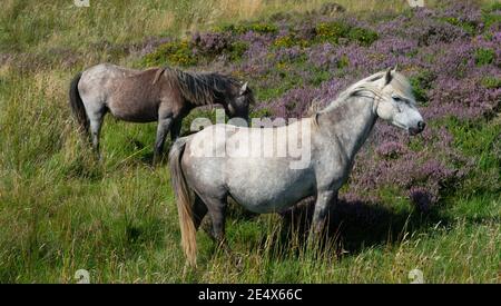 Les étangs semi-sauvages de Carneddau sur la montagne Penmaenmawr au-dessus de Llanfairfechan, comté de Conwy, au nord du pays de Galles. Photo prise en août 2019. Banque D'Images