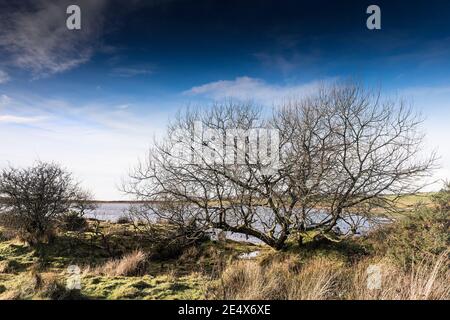 Soleil d'hiver en fin d'après-midi au-dessus du lac Colliford sur Bodmin Moor, dans les Cornouailles. Banque D'Images