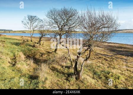 Tard dans la soirée, lumière du soleil sur les arbres qui poussent sur la rive du lac Colliford, sur la Moor Bodmin, dans les Cornouailles. Banque D'Images