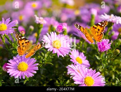 Deux papillons - lady peinte - Vanessa Cardui ferme-porte des mouches dans un Aster alpin de fleurs. Banque D'Images