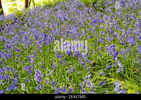 Bluebell commun (jacinthoides non-scripta) Culture dans les bois indigènes des îles britanniques Banque D'Images