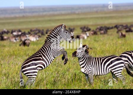 Zèbre des plaines (Equus quagga) etalons combats. Le zèbre des plaines, anciennement connu sous le nom le zèbre de Burchell (Equus burchelli), vit dans les plaines et ouvrir w Banque D'Images