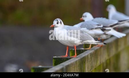 Old Warke Dam, Worsley Photography - Nick Harrison Banque D'Images