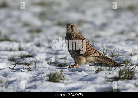 Faucon crécerelle (Falco tinnunculus) Banque D'Images