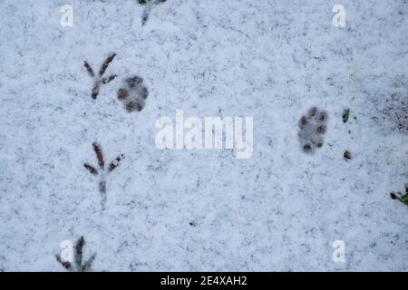 Wimbledon, Londres, Royaume-Uni. 25 janvier 2021. Des pistes de pigeon et de renard en bois côte à côte sur un patio couvert de neige givrée dans le jardin de Londres. Crédit : Malcolm Park/Alay Live News Banque D'Images