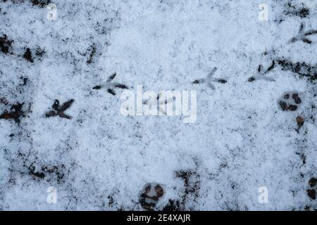 Wimbledon, Londres, Royaume-Uni. 25 janvier 2021. Des pistes de pigeon et de renard en bois côte à côte sur un patio couvert de neige givrée dans le jardin de Londres. Crédit : Malcolm Park/Alay Live News Banque D'Images