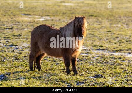 Southport, Merseyside. Météo au Royaume-Uni : 25 janvier 2021 l'hiver froid commence à la journée avec les étangs Shetland, avec des températures inférieures à zéro après la nuit de neige. Par temps ensoleillé, l'herbe froide peut contenir des niveaux élevés de fructans (glucides solubles produits par photosynthèse) et pourrait donc être un risque pour les chevaux Shetland poneys sujets à la laminite. Les poneys des Shetland conservent la capacité de baisser leur température corporelle lorsque la nourriture est rare. Crédit; MediaWorldImages/AlamyLiveNews Banque D'Images