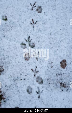 Wimbledon, Londres, Royaume-Uni. 25 janvier 2021. Des pistes de pigeon et de renard en bois côte à côte sur un patio couvert de neige givrée dans le jardin de Londres. Crédit : Malcolm Park/Alay Live News Banque D'Images