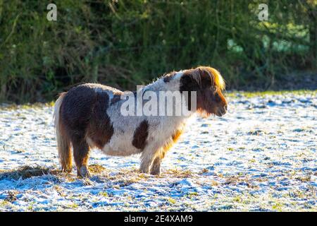 Southport, Merseyside. Météo au Royaume-Uni : 25 janvier 2021 l'hiver froid commence à la journée avec les étangs Shetland, avec des températures inférieures à zéro après la nuit de neige. Par temps ensoleillé, l'herbe froide peut contenir des niveaux élevés de fructans (glucides solubles produits par photosynthèse) et pourrait donc être un risque pour les chevaux Shetland poneys sujets à la laminite. Les poneys des Shetland conservent la capacité de baisser leur température corporelle lorsque la nourriture est rare. Crédit; MediaWorldImages/AlamyLiveNews Banque D'Images