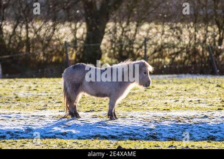 Southport, Merseyside. Météo au Royaume-Uni : 25 janvier 2021 l'hiver froid commence à la journée avec les étangs Shetland, avec des températures inférieures à zéro après la nuit de neige. Par temps ensoleillé, l'herbe froide peut contenir des niveaux élevés de fructans (glucides solubles produits par photosynthèse) et pourrait donc être un risque pour les chevaux Shetland poneys sujets à la laminite. Les poneys des Shetland conservent la capacité de baisser leur température corporelle lorsque la nourriture est rare. Crédit; MediaWorldImages/AlamyLiveNews Banque D'Images