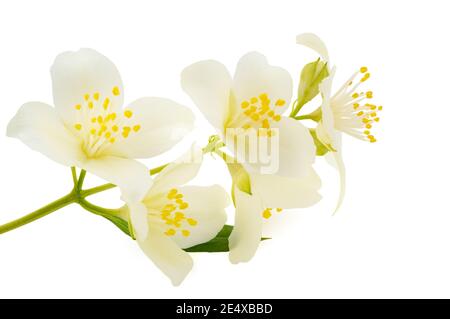 Fleurs de cornouiller anglais isolées sur fond blanc Banque D'Images