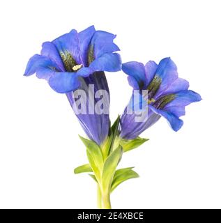 Gentiane Gentiana acaulis ) ( isolated on white Banque D'Images