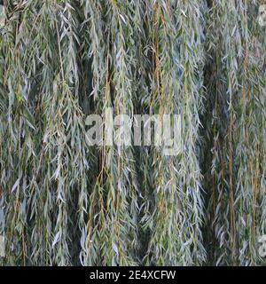 Branches de saule blanc (salix alba), large feuillage vertical texturé, texture de branche verte en détail, concept salicine Banque D'Images