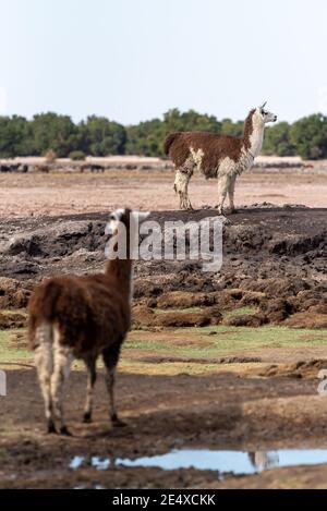 Le lama domestique moelleux paître sur un terrain rocailleux aride dans le désert d'Atacama, au Chili Banque D'Images