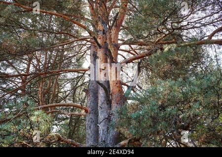 Vue sur le vieux grand arbre dans la forêt verdoyante. Tronc de pin et branches par temps ensoleillé Banque D'Images