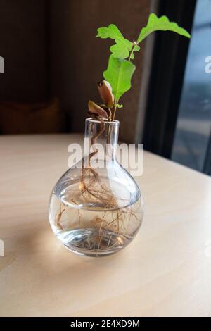 Chêne commun, chêne anglais (Quercus robur). Germant de l'Acorn dans un vase en verre à la racine d'une plantule avec des glands et des premières feuilles Banque D'Images