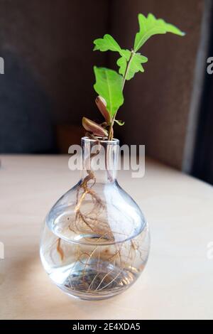 Chêne commun, chêne anglais (Quercus robur). Germant de l'Acorn dans un vase en verre à la racine d'une plantule avec des glands et des premières feuilles Banque D'Images