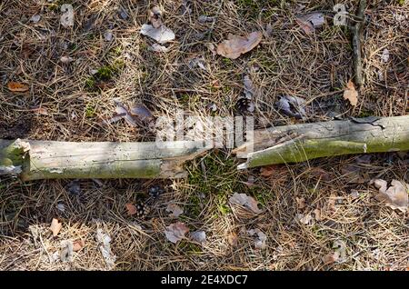 Branche d'arbre sèche sur le sol dans la forêt de conifères. Gros plan des aiguilles et des cônes à la sous-croissance Banque D'Images