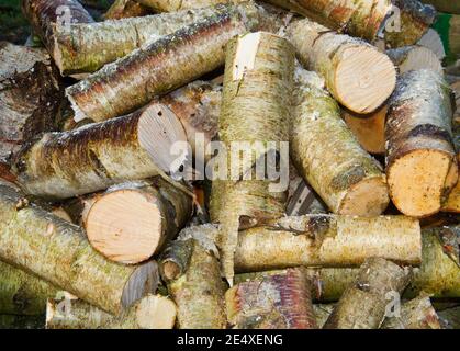 Pile de bois de bouleau haché: Grumes et sciure Banque D'Images