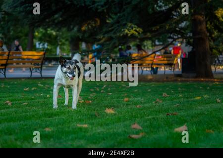 Chien noir et blanc sur fond de nature. Drôle mignon regarder directement l'appareil photo. Portrait sur fond flou du Parc. Un chien de rue Banque D'Images