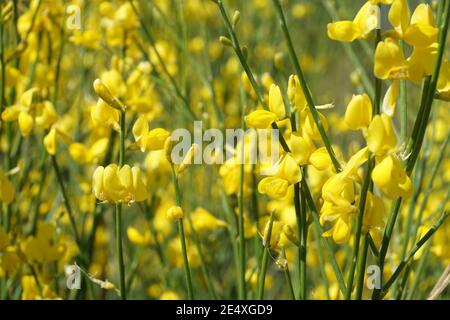 Gelber Besengintser aus der Gattung Geissklee Cytisus, gelbe Pflanzen Banque D'Images