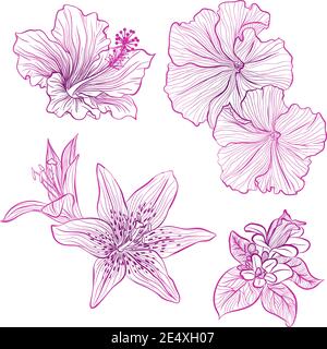Illustration vectorielle dans un style de dessin au trait. Ensemble de fleurs d'hibiscus, pétunia, isolé sur fond blanc. Photo botanique dessinée à la main Illustration de Vecteur