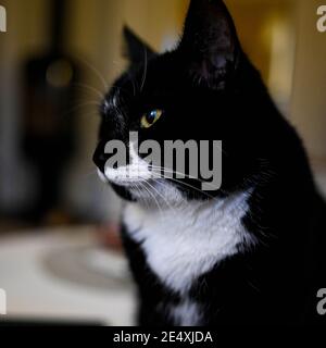 Portrait d'un chat noir et blanc Banque D'Images