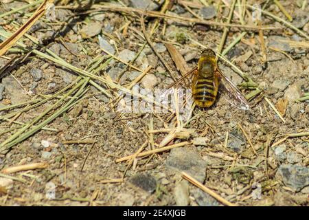 Villa sp, famille Bee Fly Banque D'Images