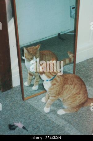 Ginger Tom Cat s'admirant dans un miroir Banque D'Images