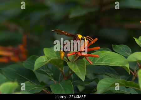 Une grande et colorée guêpe potier (Eumeninae), fourrager sur quelques fleurs d'orange dans le jardin. Banque D'Images