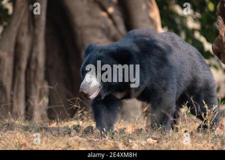 Un grand ours de Seth adulte (Melursus ursinus), se promènait dans les forêts de la réserve de tigres de Ranthambore au Rajasthan, en Inde. Banque D'Images