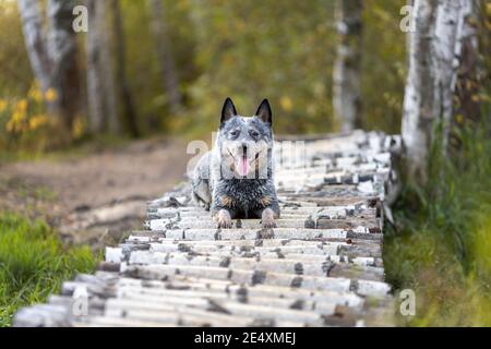 Le chien Blue heeler est couché sur un pont en bois dans la forêt. Portrait d'un chien de bétail australien gris de race pure dans la nature en été Banque D'Images