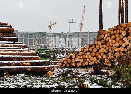 25 janvier 2021, Brandebourg, Grünheide : des troncs de pin déboisés se trouvent sur le site de construction du Gigafactory Tesla à l'est de Berlin. Un maximum de 500,000 véhicules par an doit sortir de la chaîne de production à l'usine à partir de juillet 2021 - le constructeur automobile prévoit d'atteindre le maximum le plus rapidement possible. Le constructeur automobile américain prévoit initialement d'employer jusqu'à 10,500 personnes par quart dans sa première usine prévue en Europe. Photo: Patrick Pleul/dpa-Zentralbild/ZB Banque D'Images
