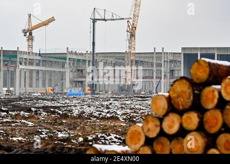 25 janvier 2021, Brandebourg, Grünheide : des troncs de pin déboisés se trouvent sur le site de construction du Gigafactory Tesla à l'est de Berlin. Un maximum de 500,000 véhicules par an doit sortir de la chaîne de production à l'usine à partir de juillet 2021 - le constructeur automobile prévoit d'atteindre le maximum le plus rapidement possible. Le constructeur automobile américain prévoit initialement d'employer jusqu'à 10,500 personnes par quart dans sa première usine prévue en Europe. Photo: Patrick Pleul/dpa-Zentralbild/ZB Banque D'Images