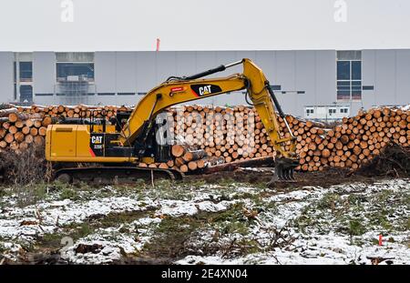 25 janvier 2021, Brandebourg, Grünheide : des troncs de pin déboisés se trouvent sur le site de construction du Gigafactory Tesla à l'est de Berlin. Un maximum de 500,000 véhicules par an doit sortir de la chaîne de production à l'usine à partir de juillet 2021 - le constructeur automobile prévoit d'atteindre le maximum le plus rapidement possible. Le constructeur automobile américain prévoit initialement d'employer jusqu'à 10,500 personnes par quart dans sa première usine prévue en Europe. Photo: Patrick Pleul/dpa-Zentralbild/ZB Banque D'Images