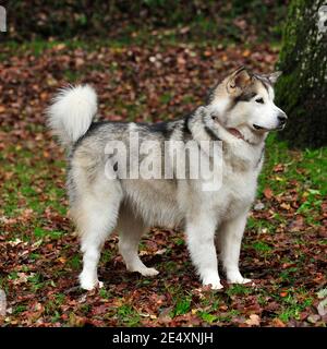 Malamute d'Alaska Banque D'Images