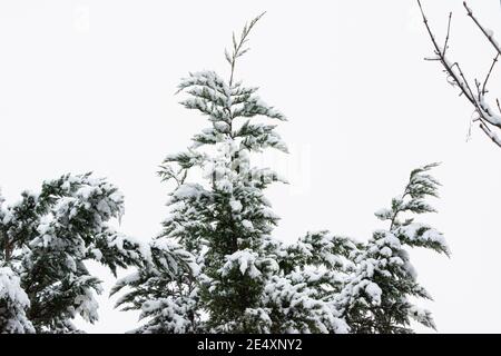 Les branches d'un sapin couvertes de neige Banque D'Images