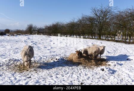 Bury, Grand Manchester, Angleterre, 25 janvier 2021. Un petit troupeau de moutons s'entache dans du foin frais dans les champs enneigés autour du village d'Affestide, Bury, alors que le nord-ouest de l'Angleterre se réveillait sur une couverture de neige fraîche pour commencer la nouvelle semaine. Crédit: Paul Heyes/ Alamy Live News Banque D'Images