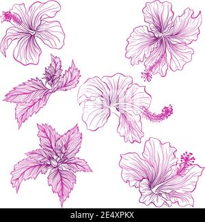 Illustration vectorielle dans un style de dessin au trait. Ensemble de fleurs d'hibiscus isolées sur fond blanc. Photo botanique dessinée à la main Illustration de Vecteur