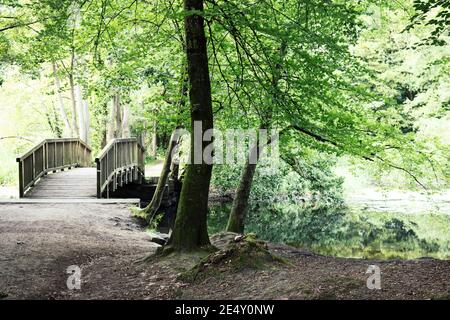 Pont menant au-dessus d'une petite crique à Wohldorfer Wald près de Hambourg, Allemagne Banque D'Images