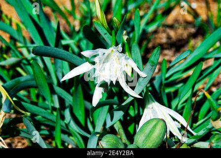 Daffodil de mer Pancraticum maritimum dans les dunes de sable de Gozo Île maltaise Banque D'Images